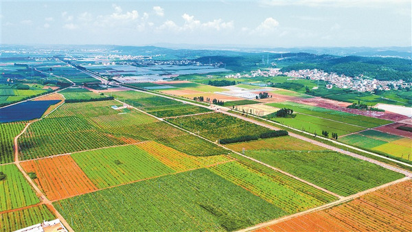 產業扶貧 鼓起農民“錢袋子”的農業開發之路